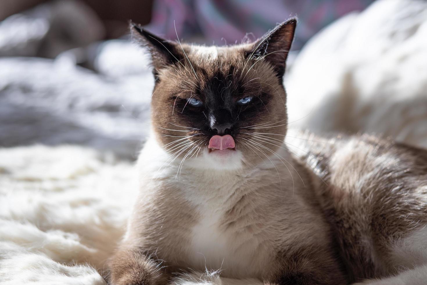 Siamese cat  smacking its lips tongue out photo