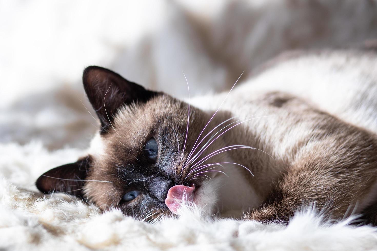 Siame cat licking white fur blanket photo