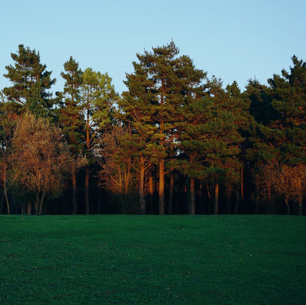trees in the forest in the nature in autumn season photo