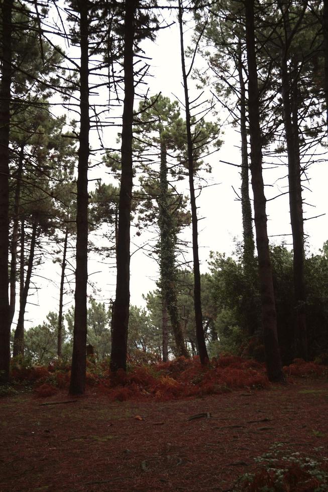 árboles en el bosque en la naturaleza en temporada de otoño foto