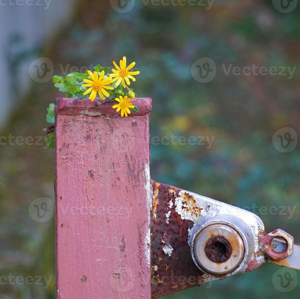 Romantic yellow flower in the garden in springtime photo