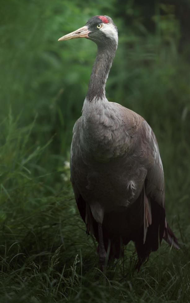 Portrait of Eurasian crane photo