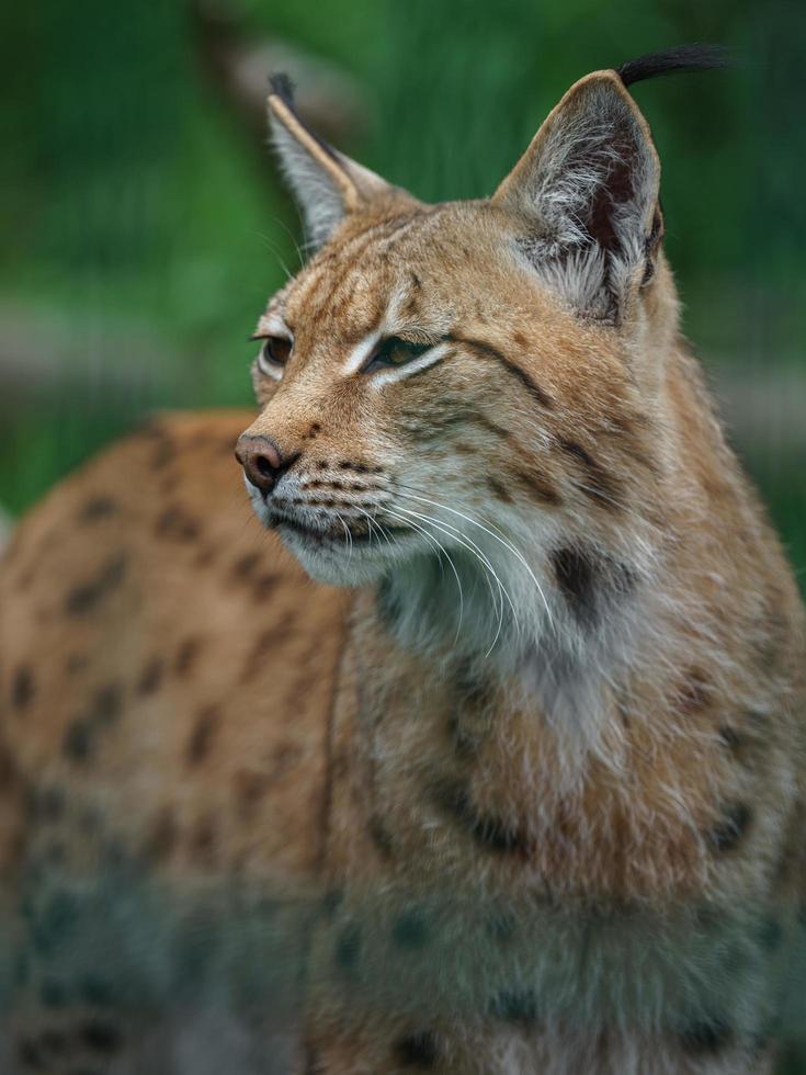 Eurasian lynx in zoo photo