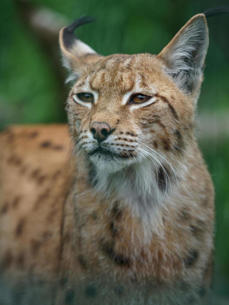 Eurasian lynx in zoo photo