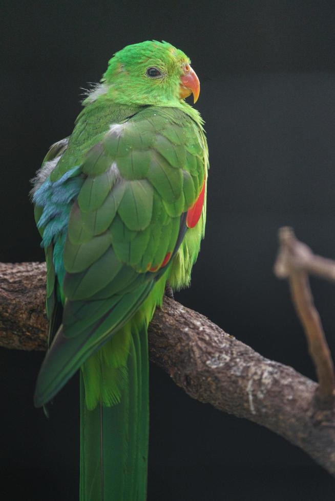 Red winged parrot photo