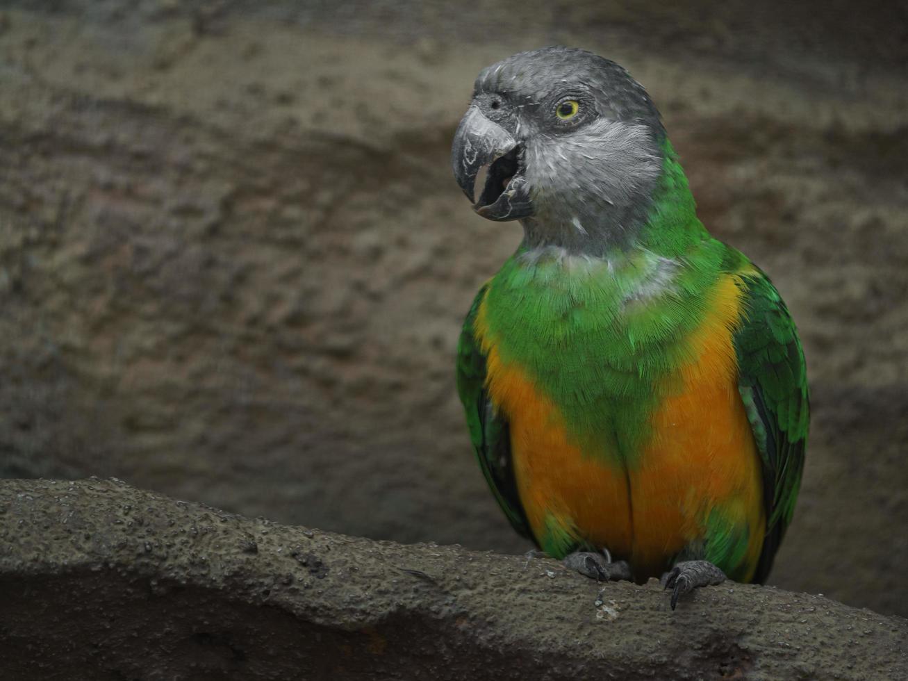 Senegal parrot in zoo photo