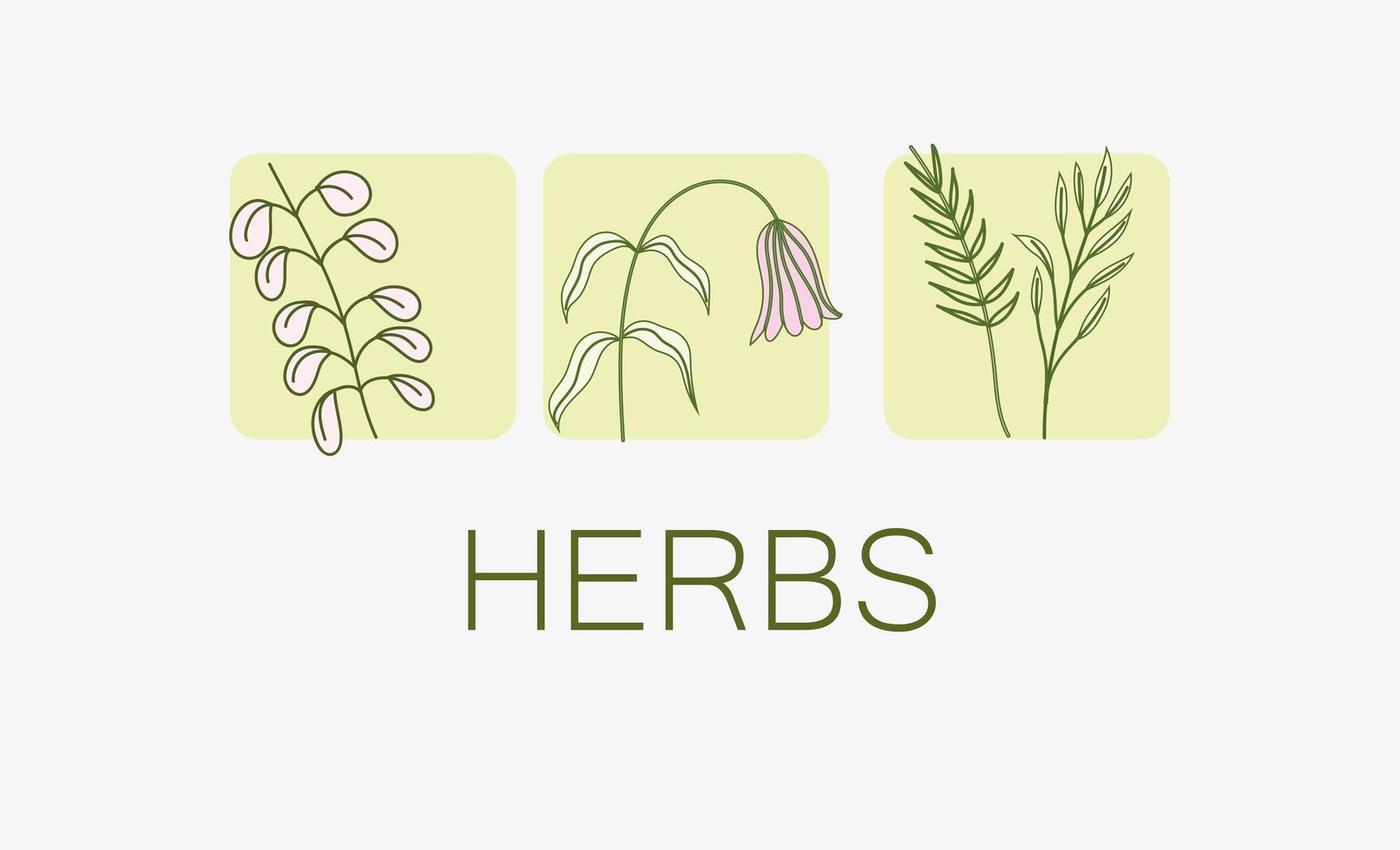 herbs fowers leaves vector