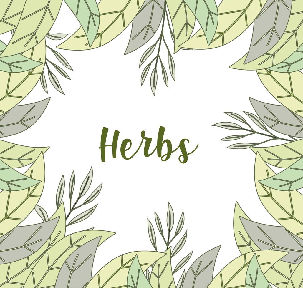 herbs greenery background vector