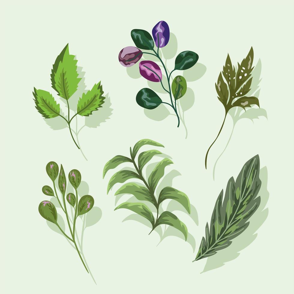 set icons leaves branch foliage nature botanical vector