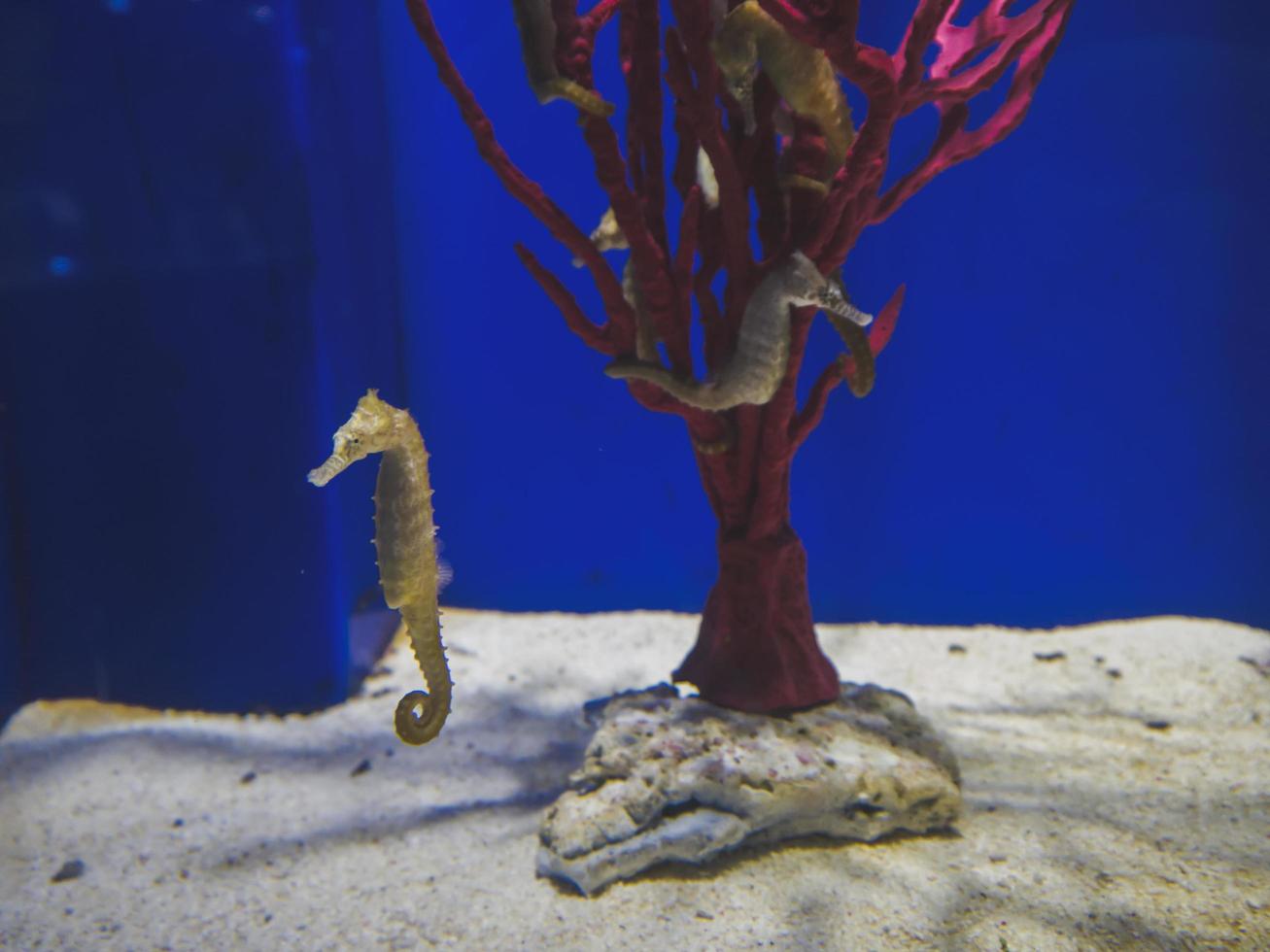 Seahorses in an aquarium photo