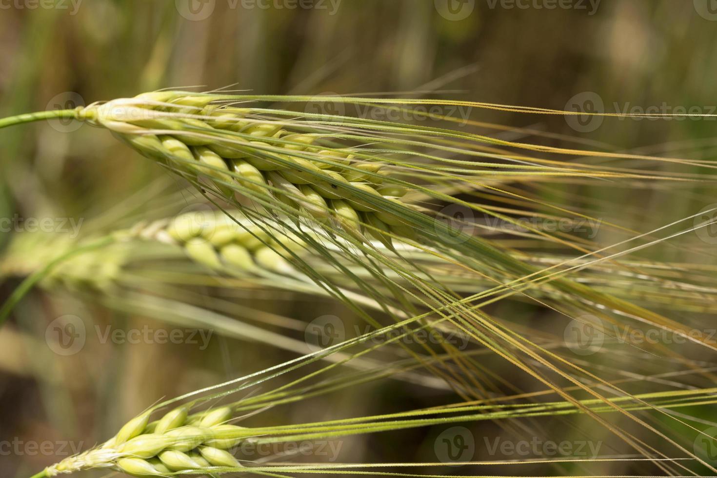 Detail of the young green Barley Spike photo