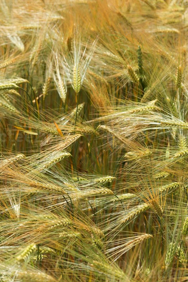 Spring Field with the green Barley photo
