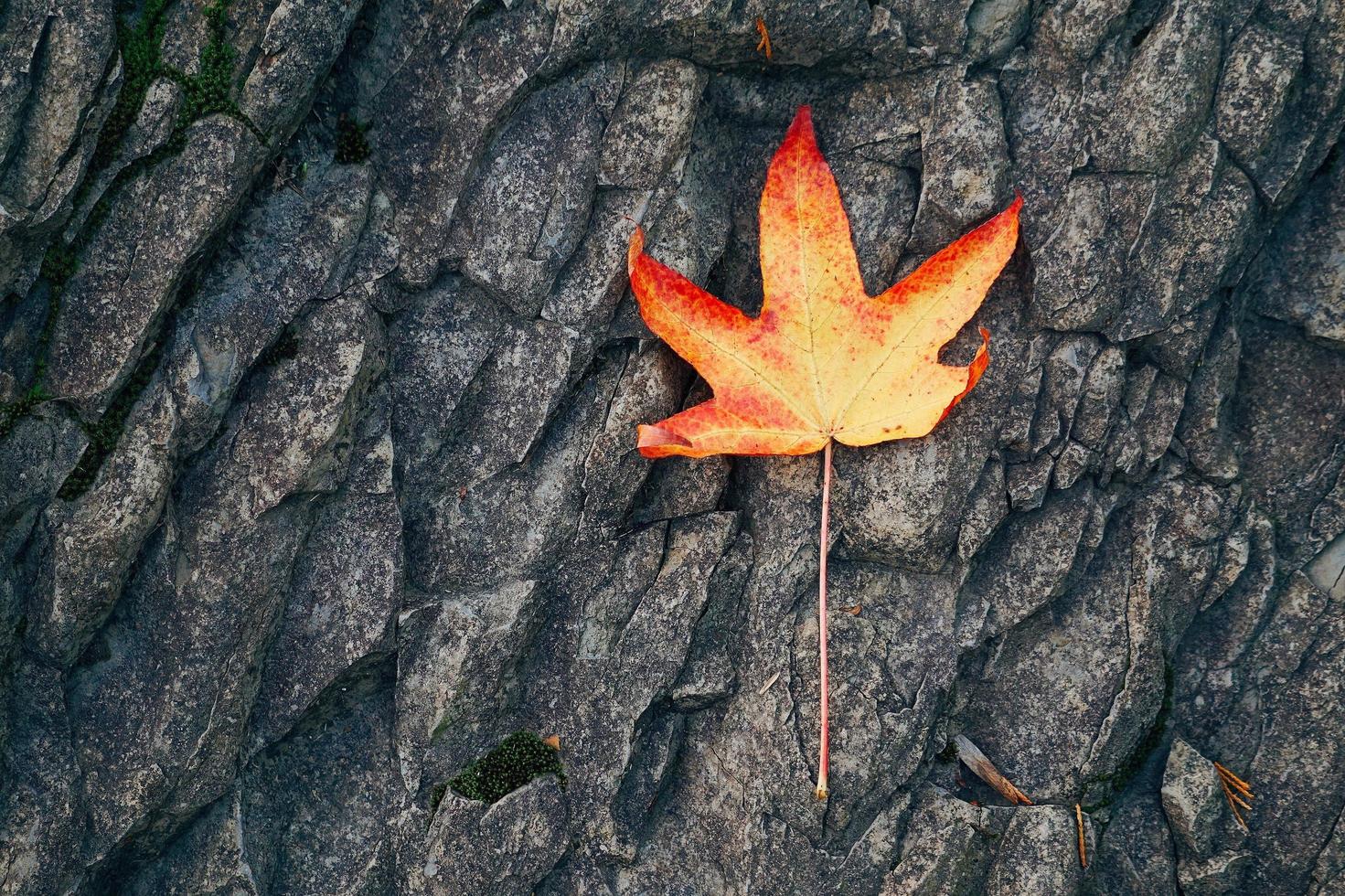 Red maple leaf in autumn season photo
