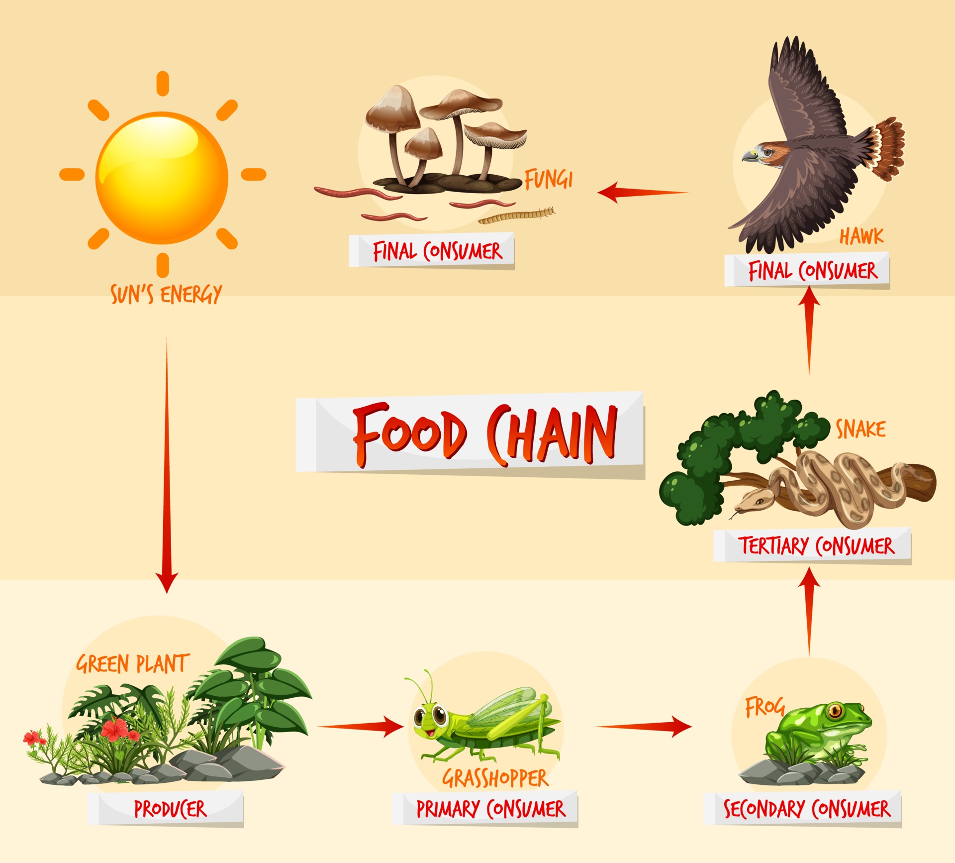 Food Chain Diagram Concept 2775779 Vector Art At Vecteezy