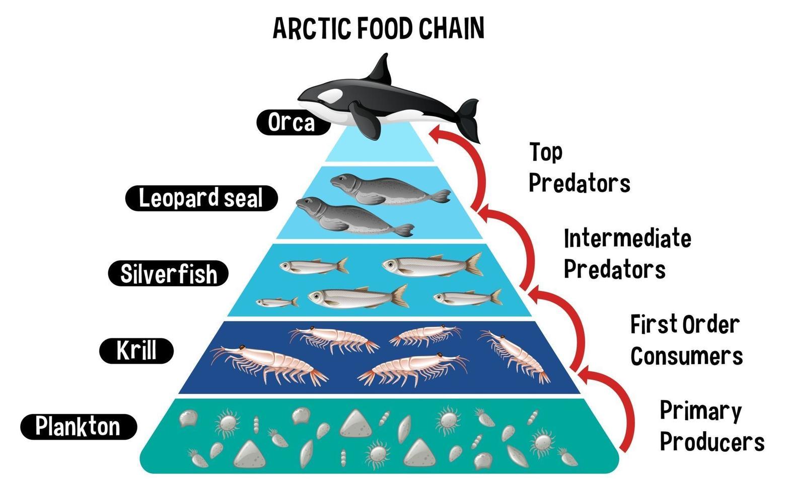 Diagram showing Arctic food chain for education vector