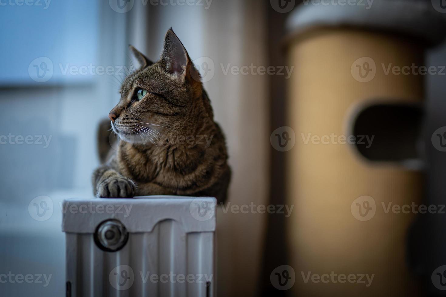 foto de un gato de la sabana