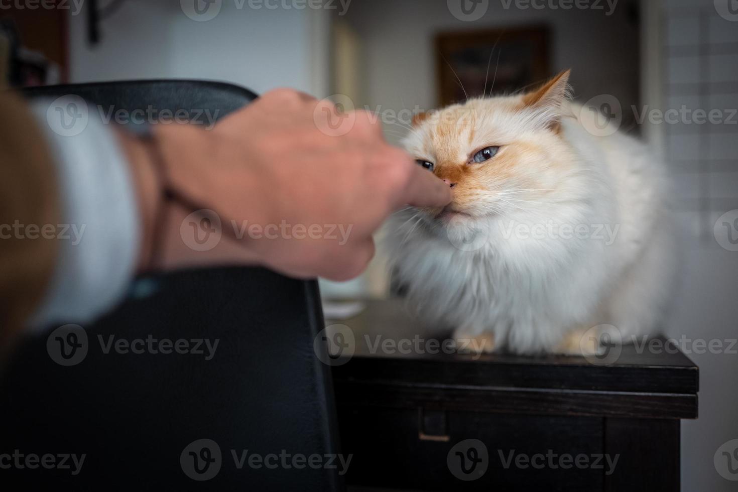 foto interior del gato sagrado birman