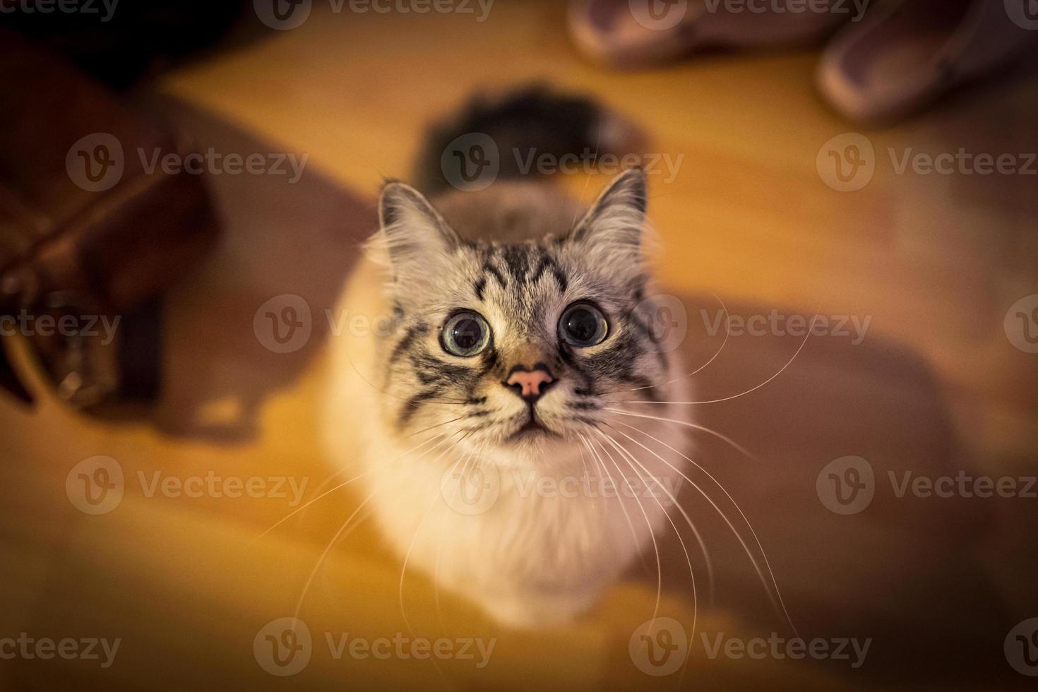 Indoor photo of sacred birman cat