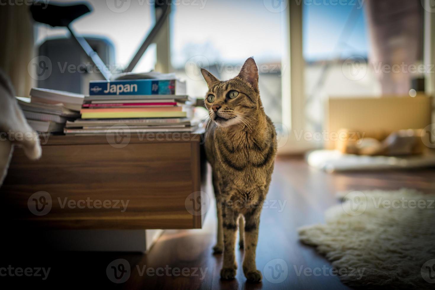 foto de un gato de la sabana