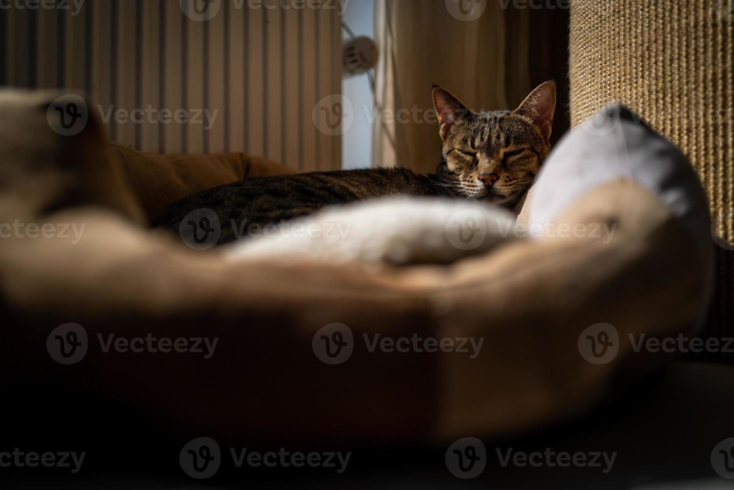 un lindo gato de la sabana en su cama foto