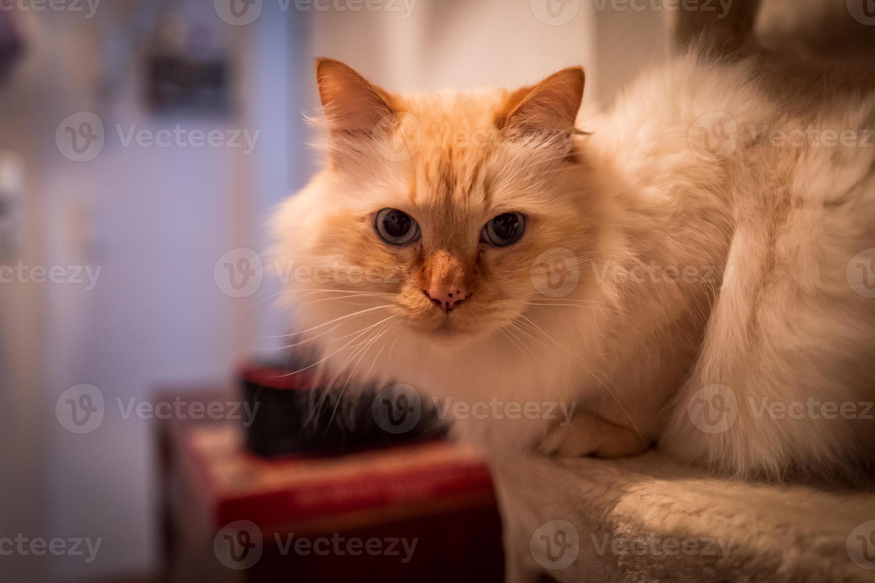 Indoor photo of sacred birman cat
