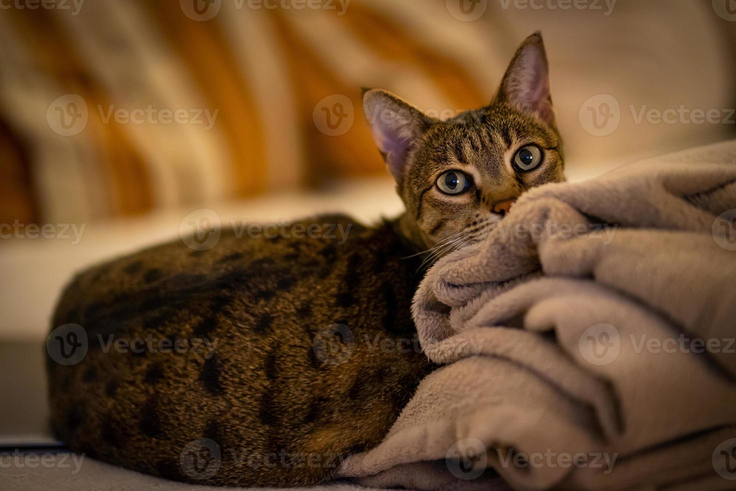foto de un gato de la sabana