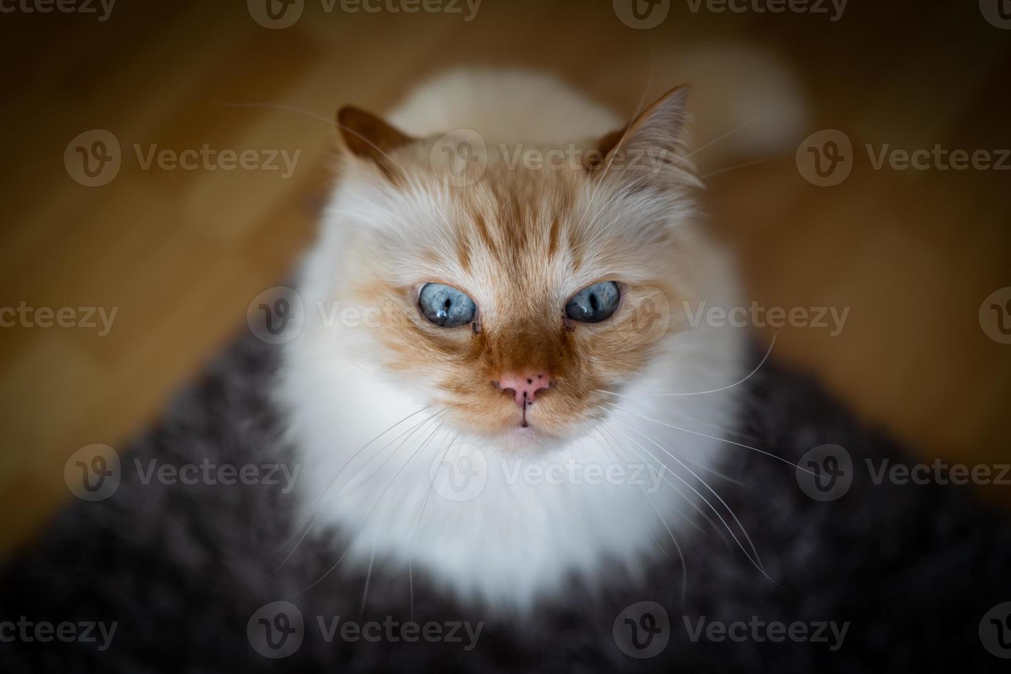 un lindo gato sagrado birman foto