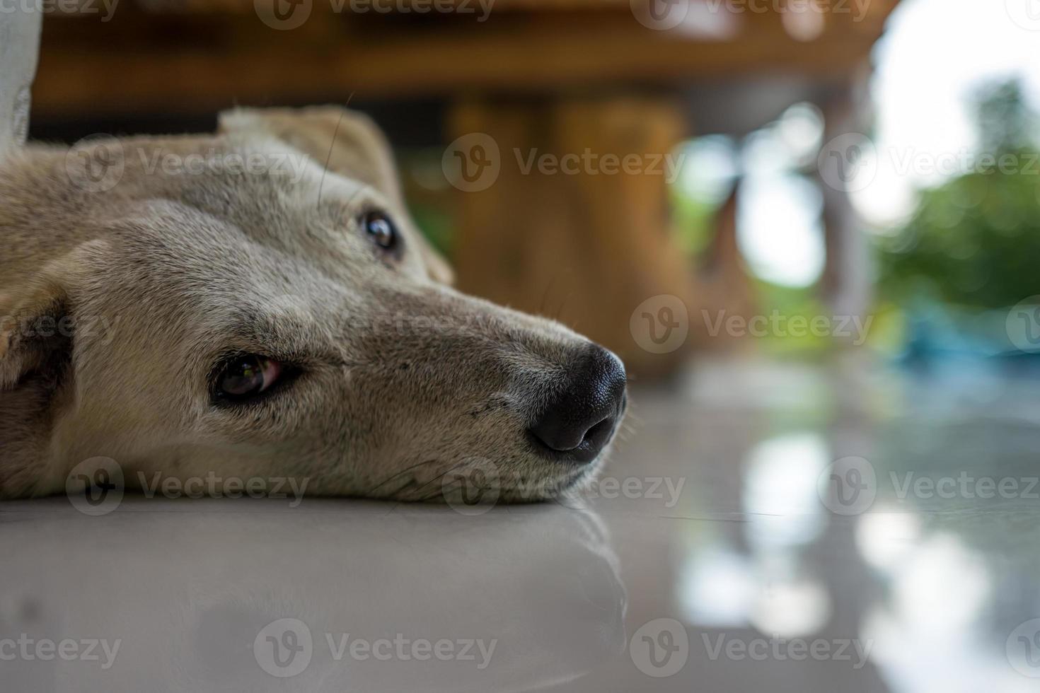 A relaxed dog in a cafe photo