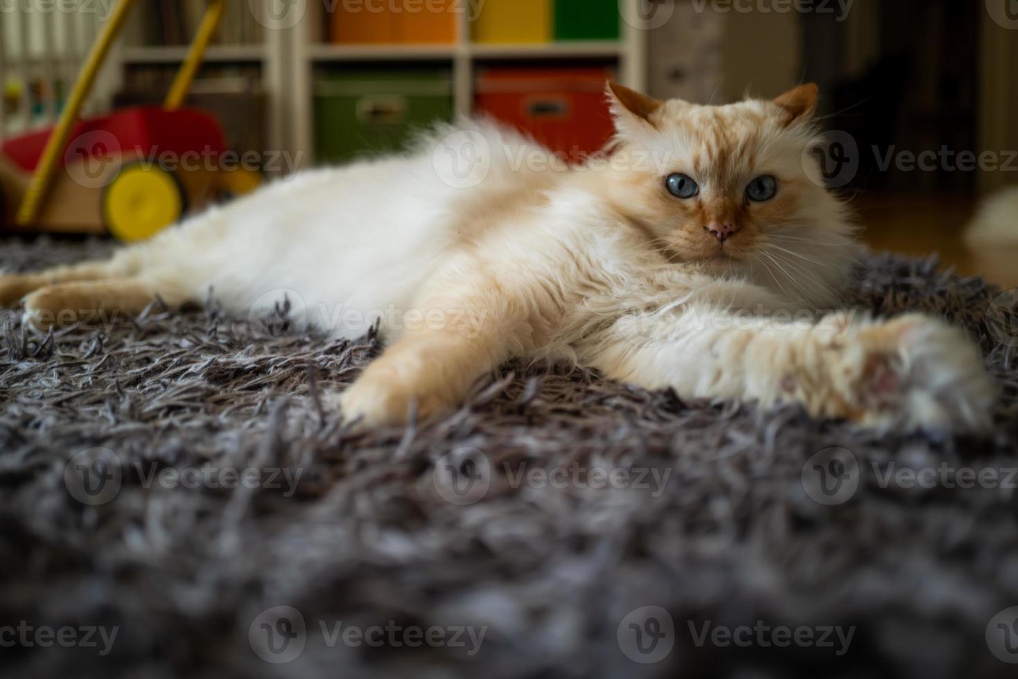 A cute Sacred Birman cat photo
