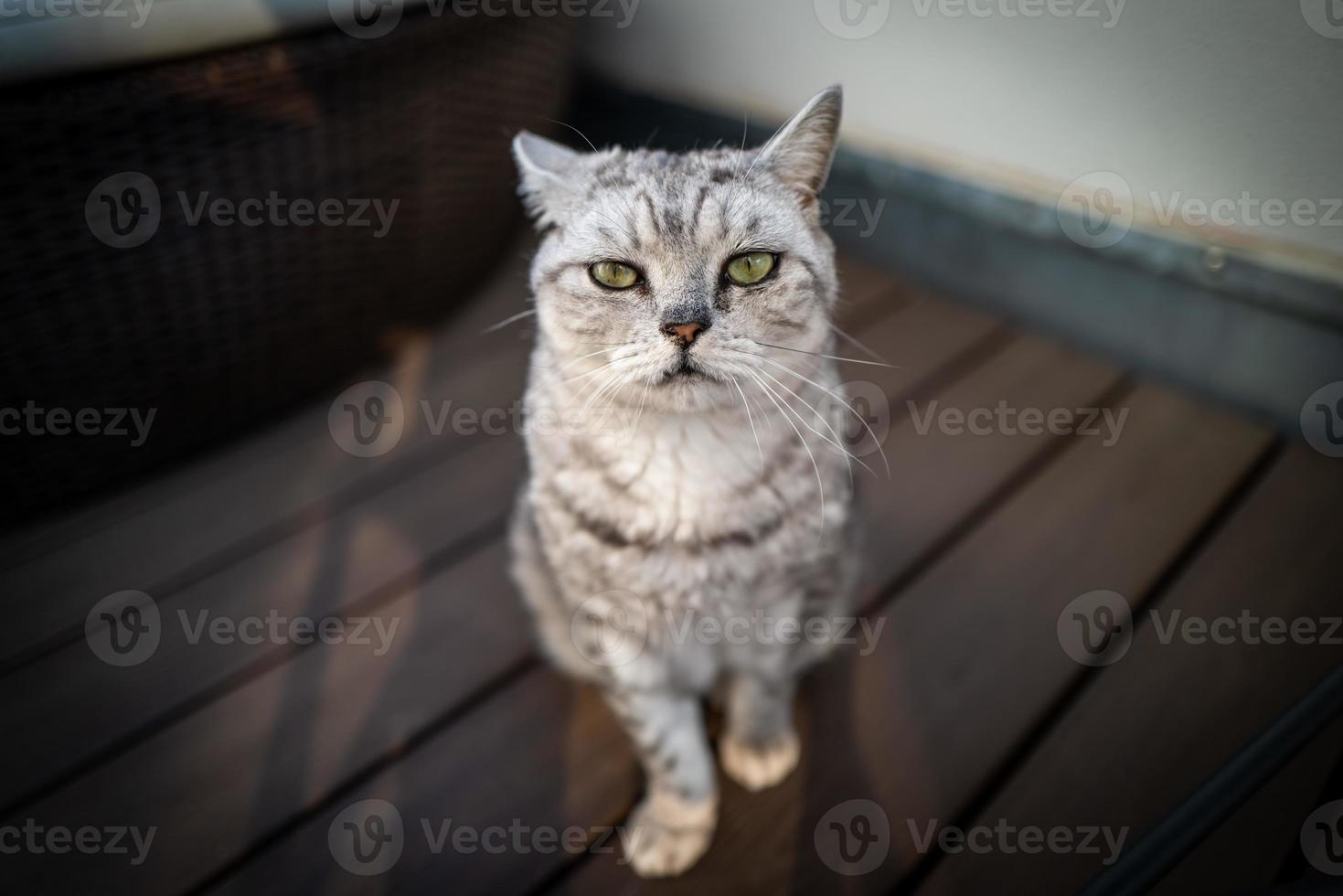 A cute British Shorthair cat photo