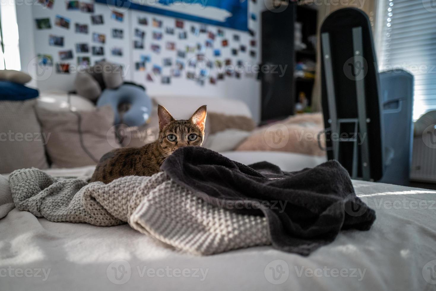 A Savannah cat on a couch photo