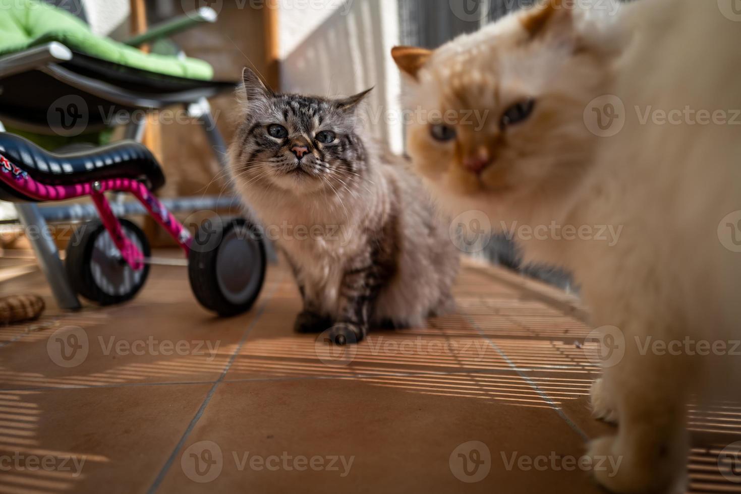 A cute Sacred Birman cat photo