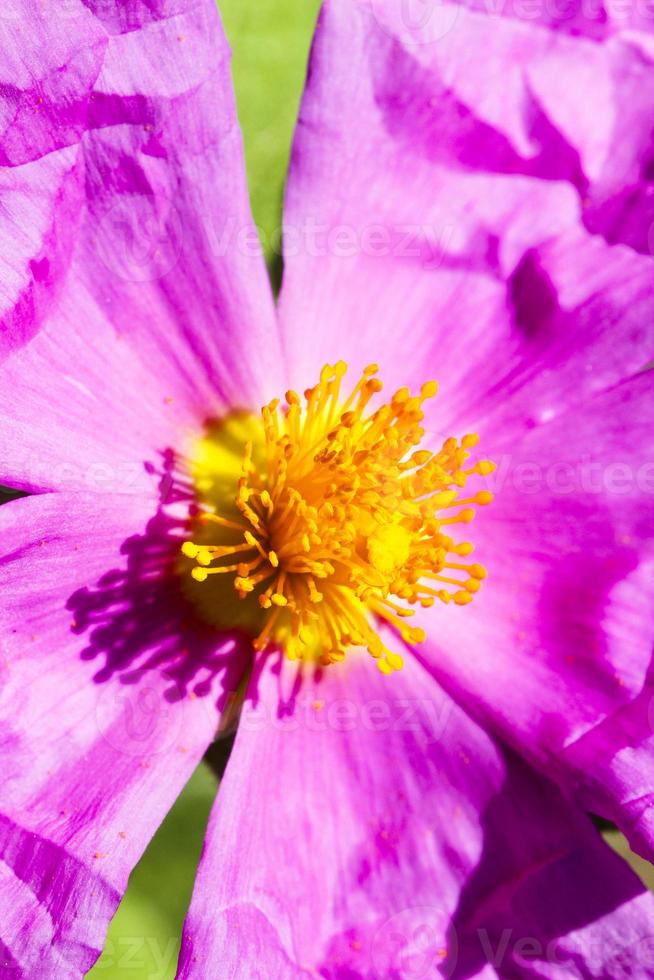 Fluorescent macro flower photo