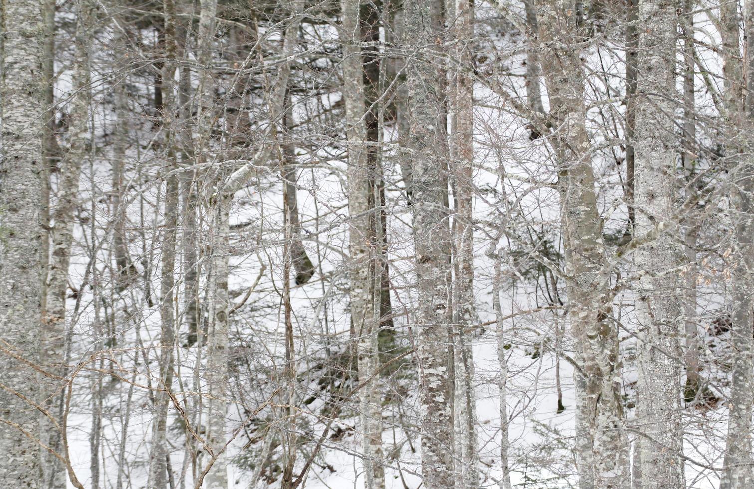 Trees and snow photo