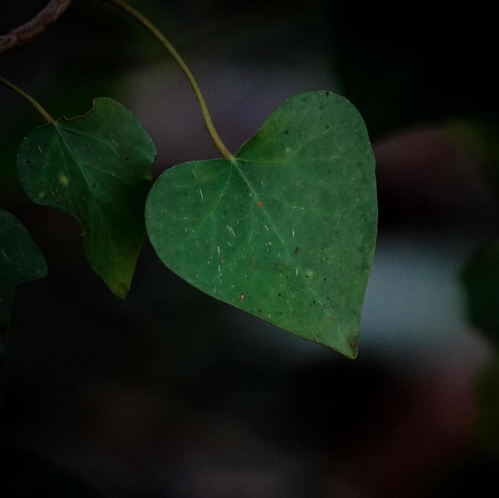 Green plant leaves in the nature in springtime photo