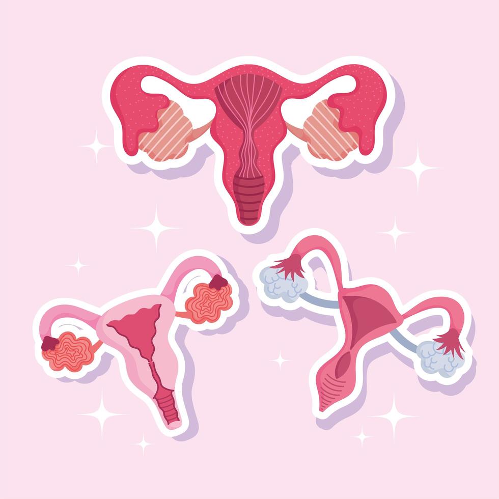 female human reproductive system, anatomy gynecology women, set uterus vector