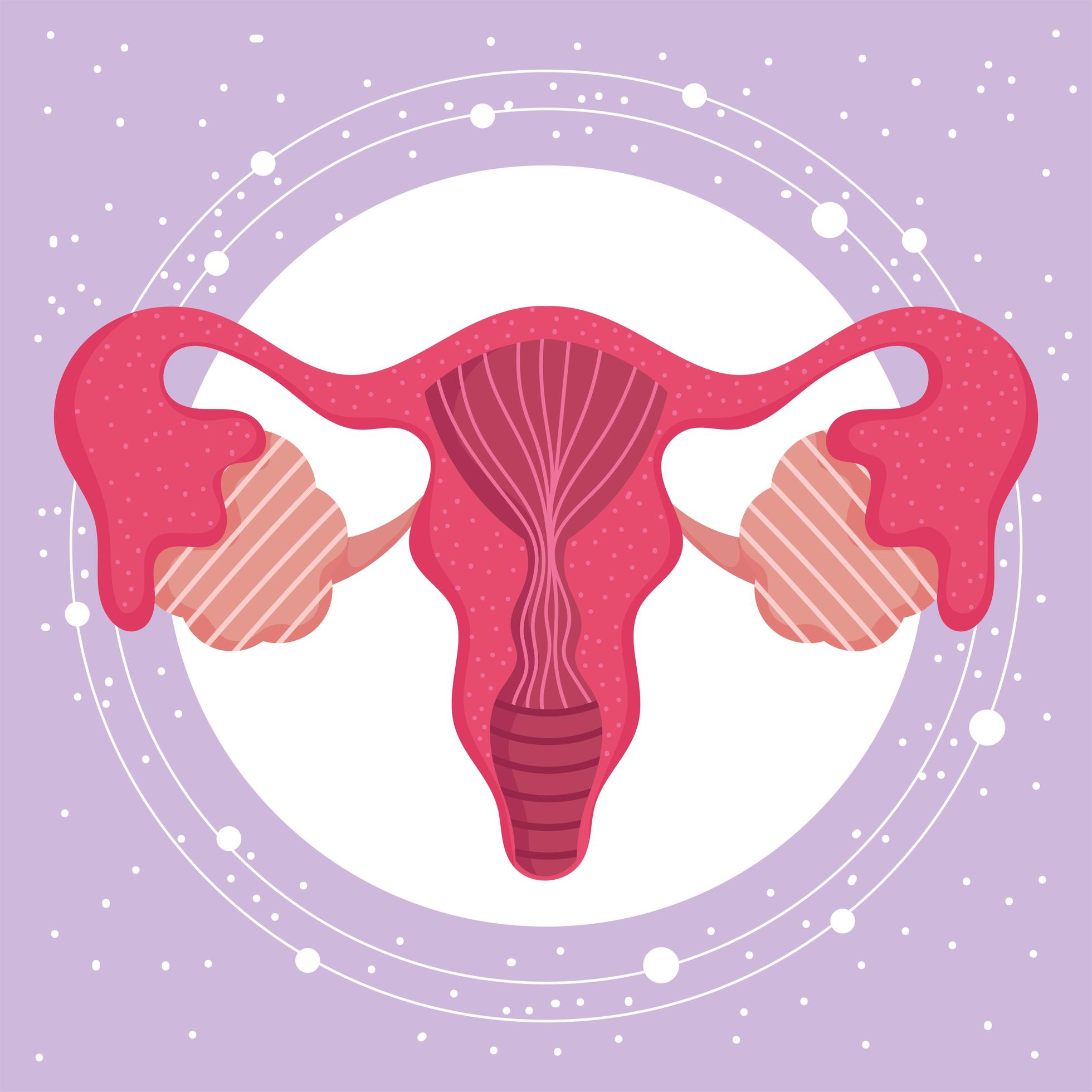 Sistema Reproductor Humano Femenino órganos Anatomía Mujeres 2777485