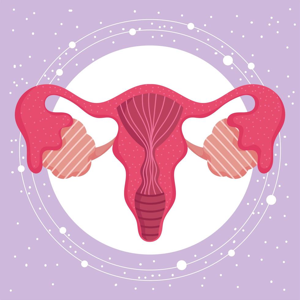 sistema reproductor humano femenino, órganos anatomía mujeres vector