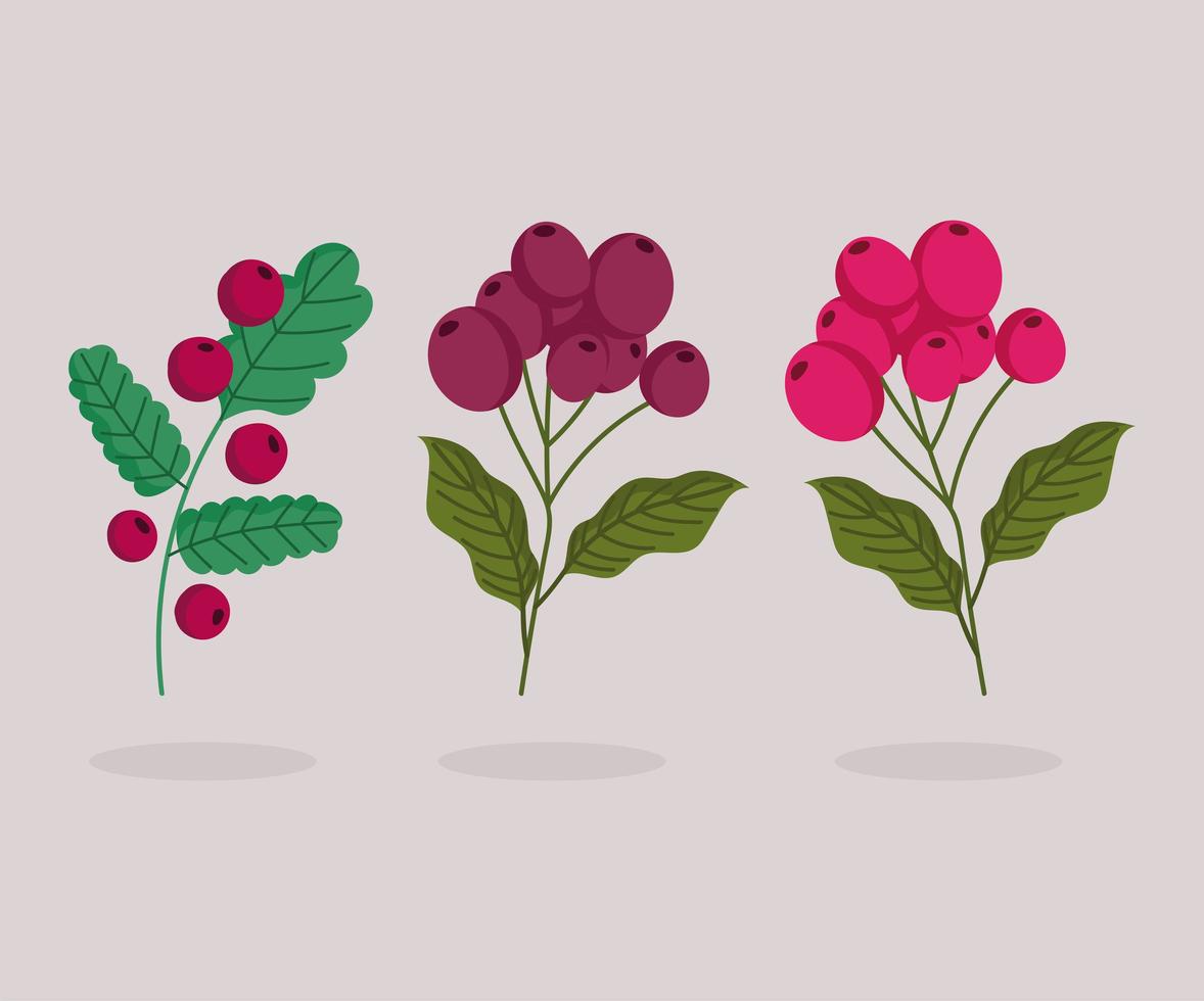 different banch trees with coffee seeds cartoon vector