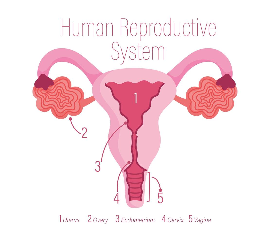 sistema reproductor humano femenino, órgano interno sano vector