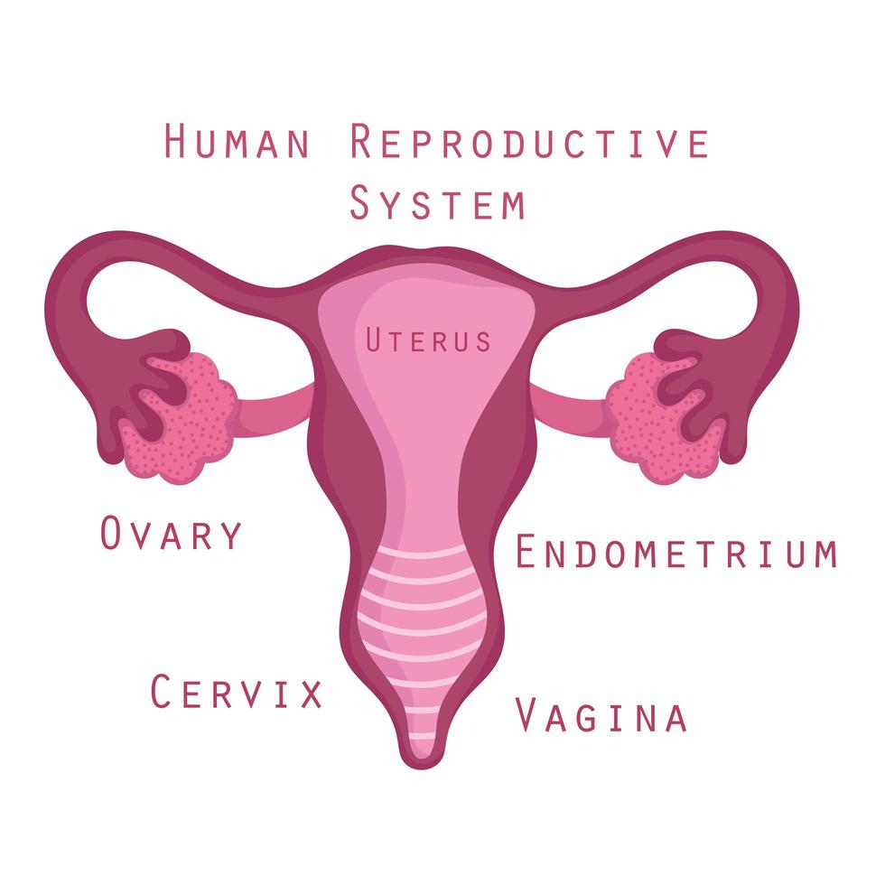 sistema reproductor humano femenino anatomía partes órgano vector