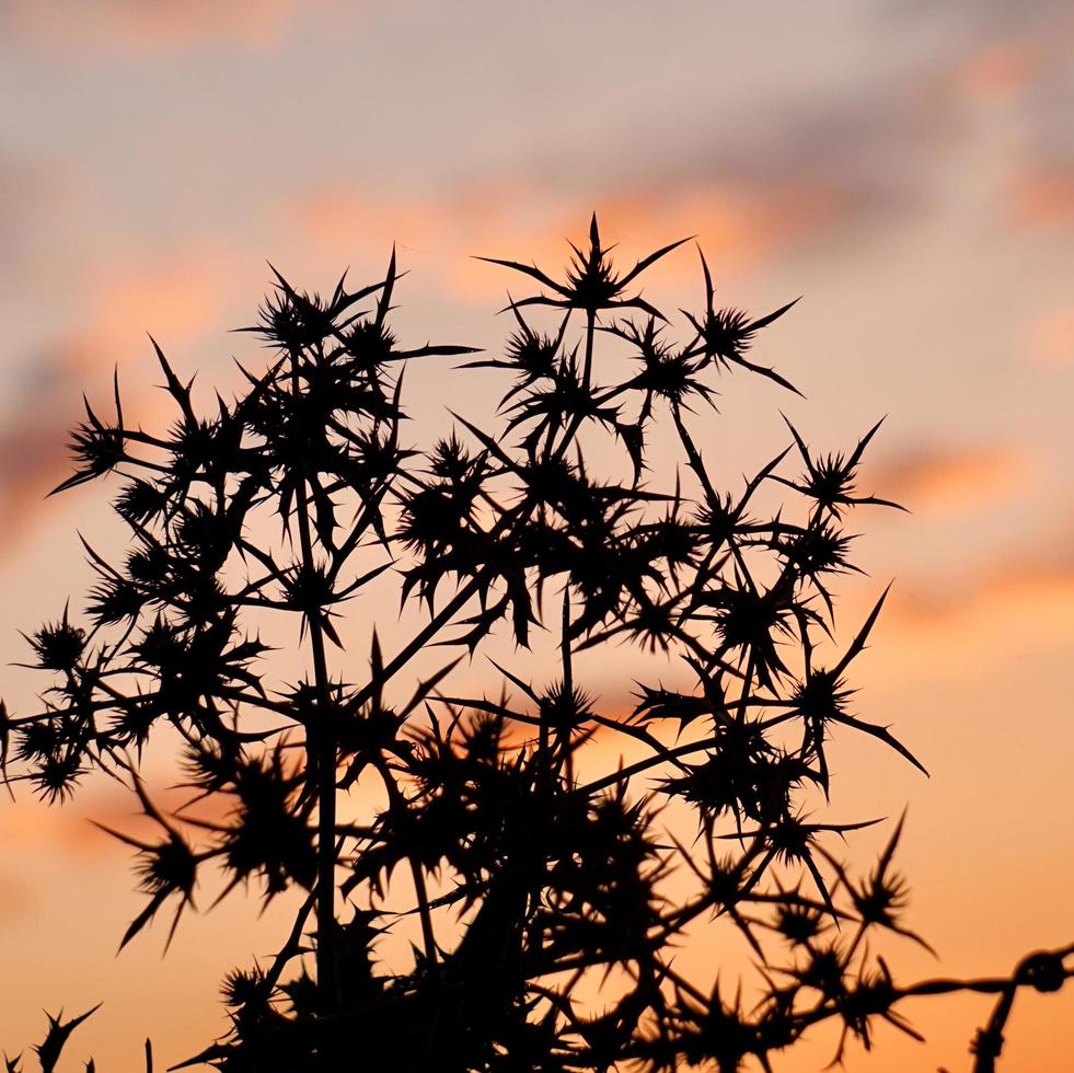 Planta de flores secas en la naturaleza en la temporada de otoño. foto