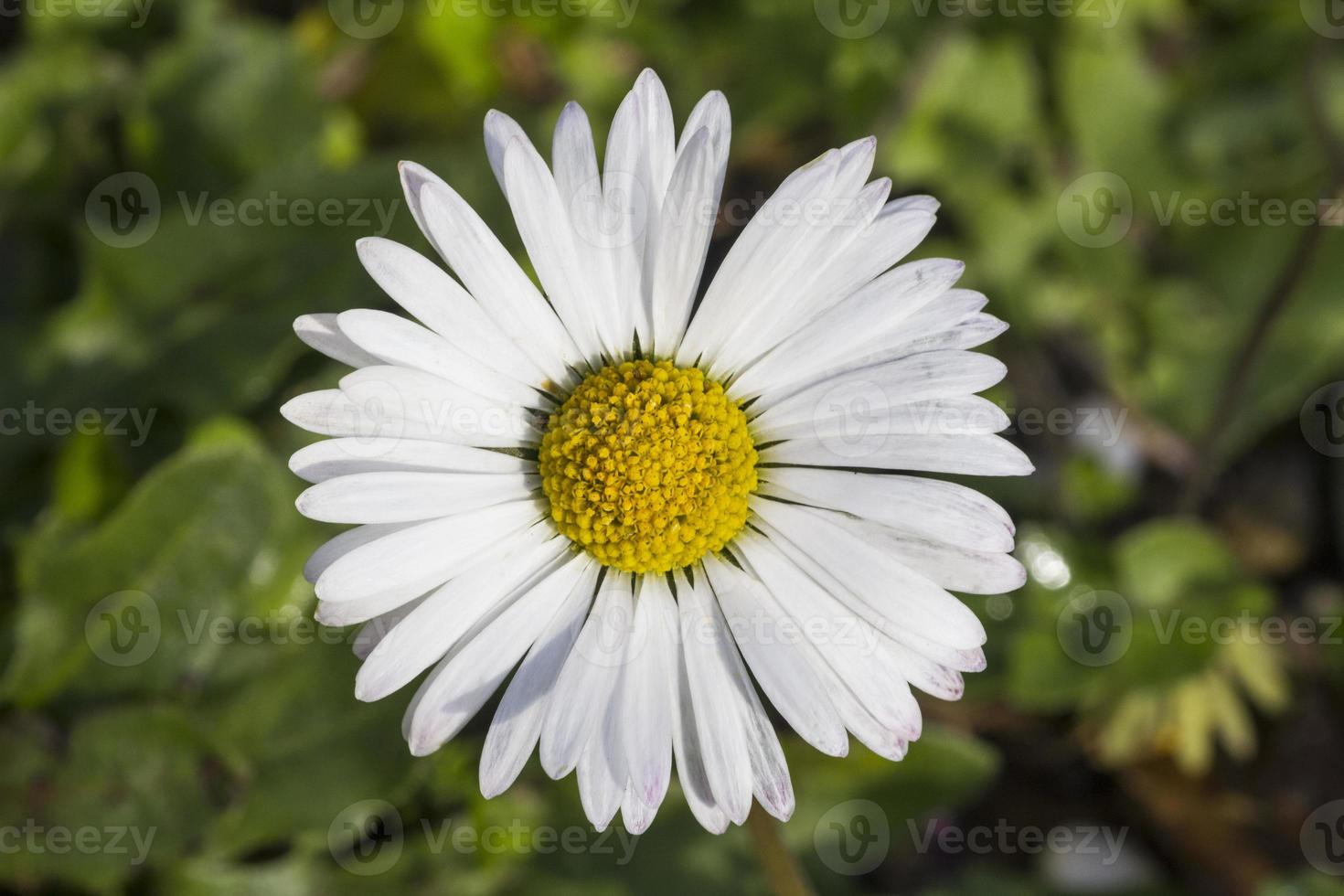 flor de cerca foto