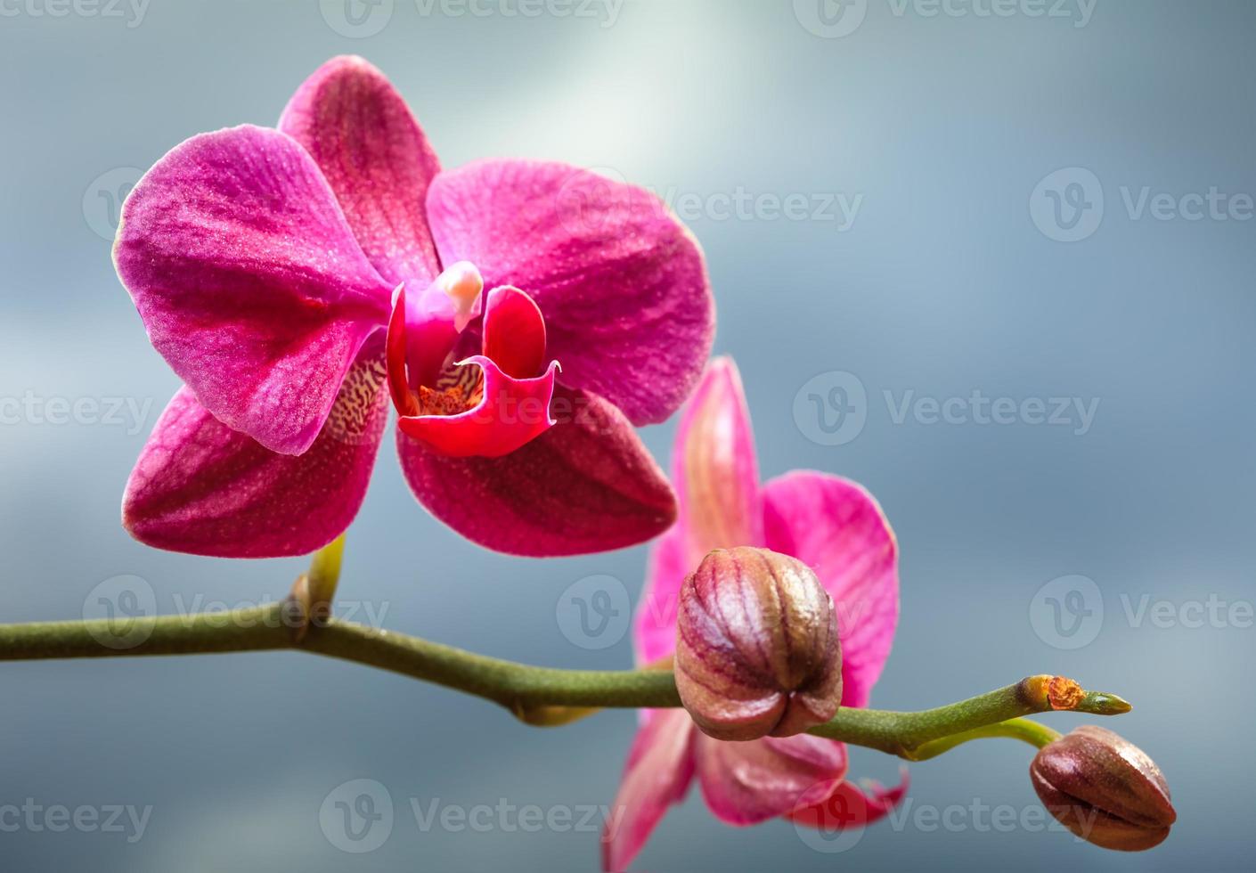 Close up of orchid flower photo