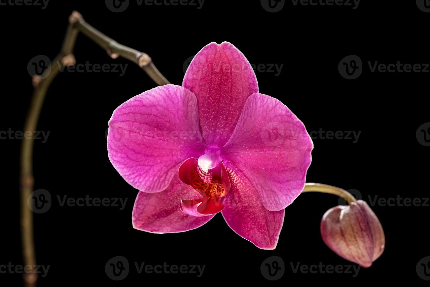 pink orchid isolated on black background photo