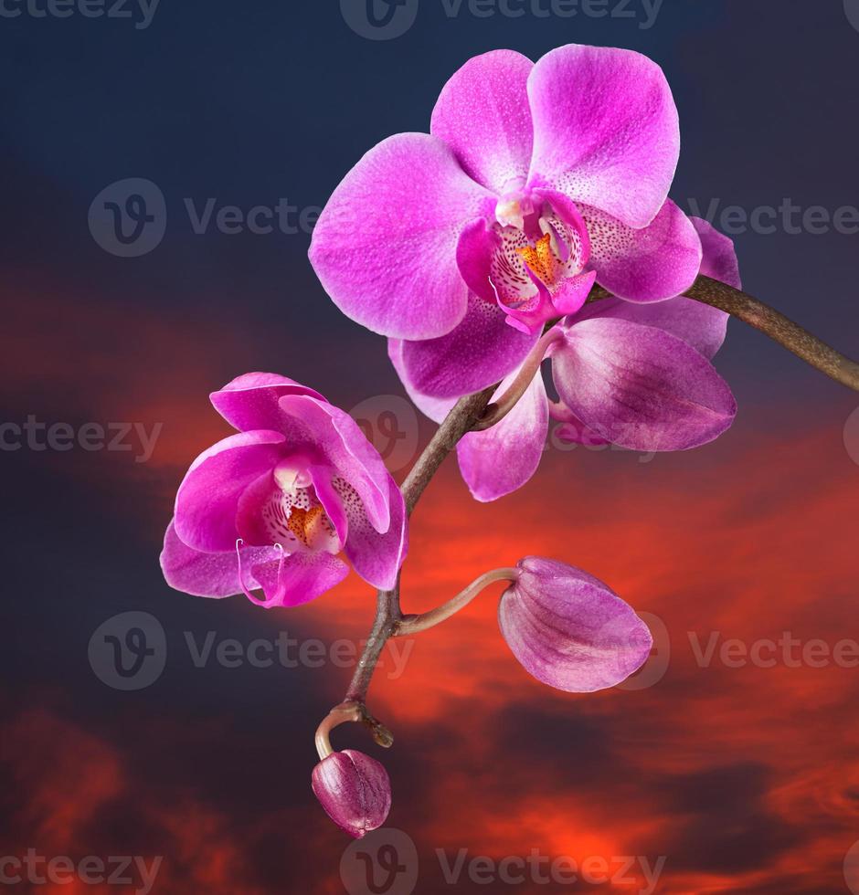 orquídea rosa sobre fondo de cielo oscuro foto