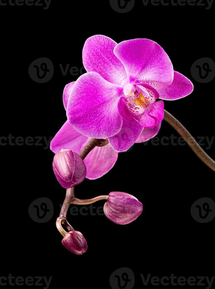 Pink orchid on black photo