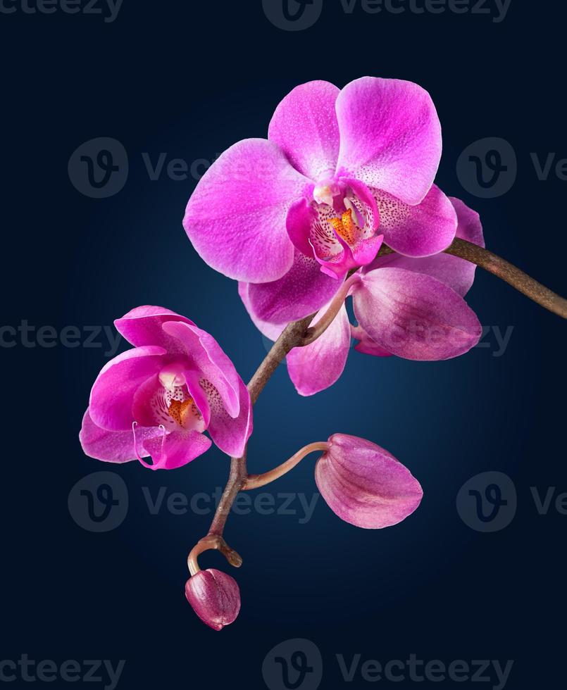 orquídea rosa sobre fondo azul oscuro foto