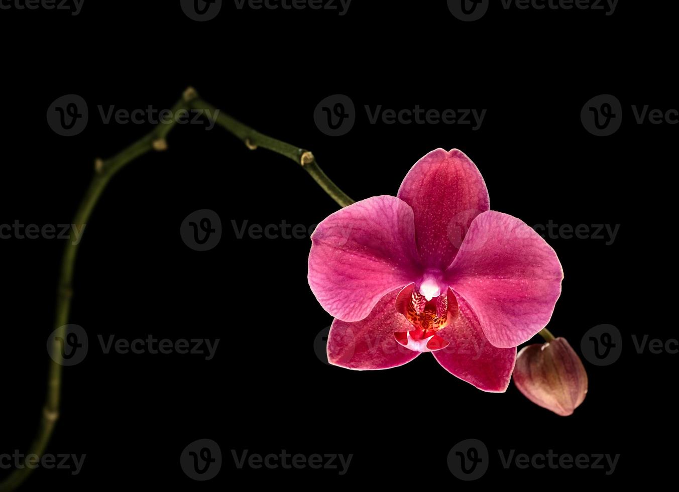 orquídea rosa aislado sobre fondo negro foto