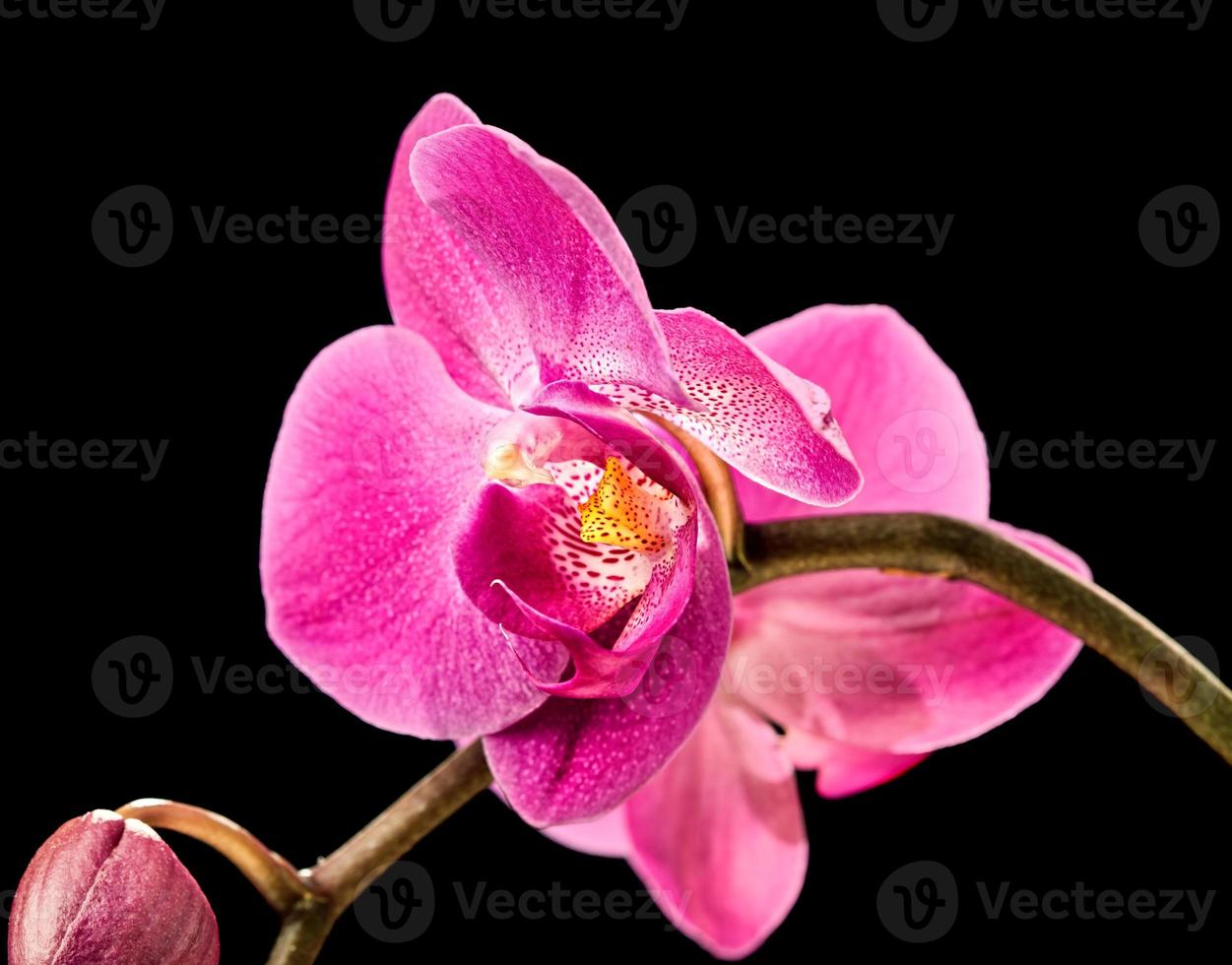 orquídea rosa sobre negro foto